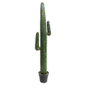 Cactus 180cm