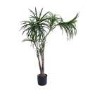 Dracena 150cm