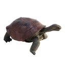 Tortue 70cm