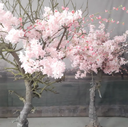 Arbre cerisier - 265cm