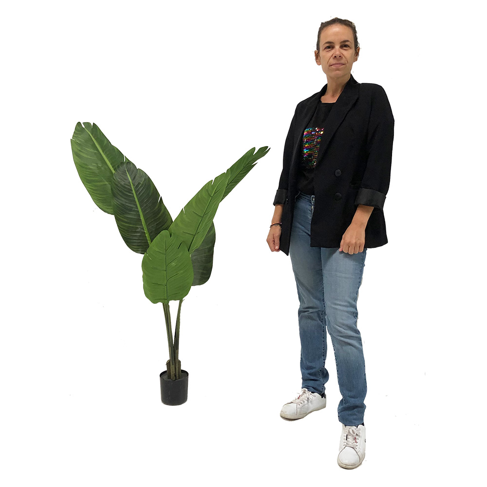 Traveller plant - 135cm