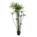 Plante papyrus - 150cm