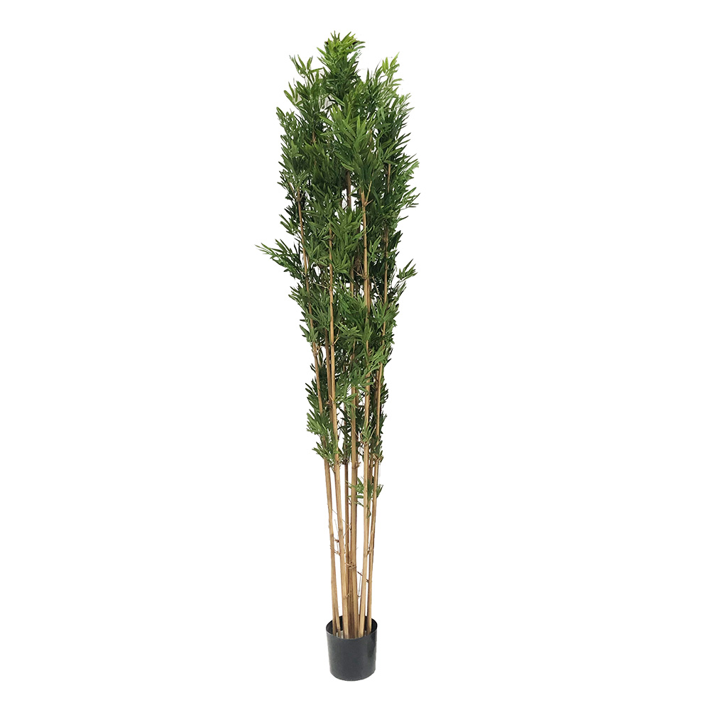 Bambou - 230cm