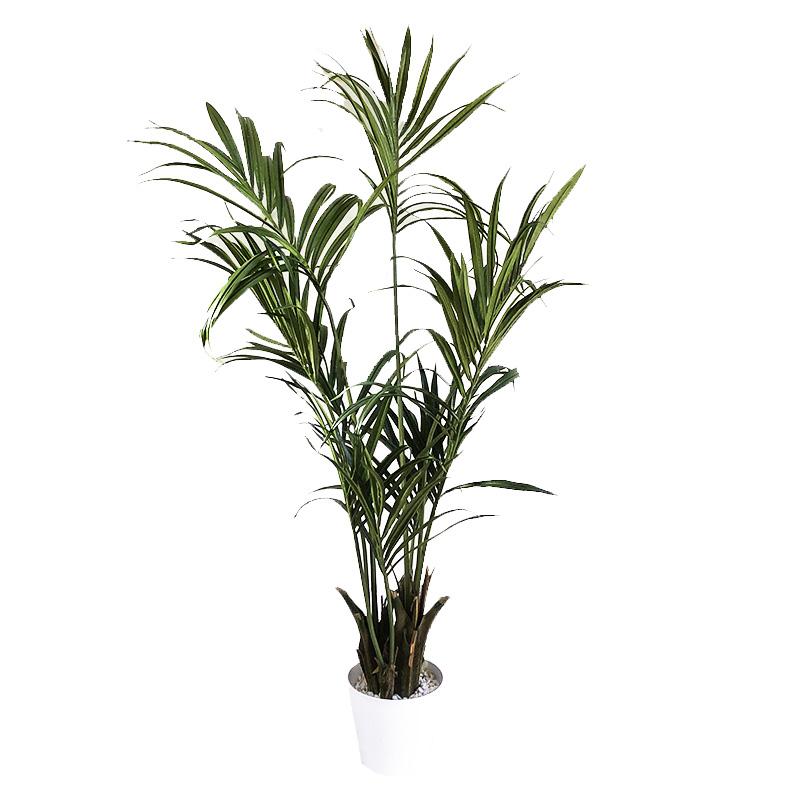 Plante Kentia - 160cm