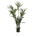 Plante Kentia - 160cm