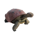 Tortue - 140cm