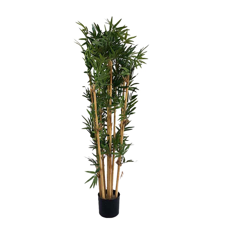 Bambou japonais - 110cm
