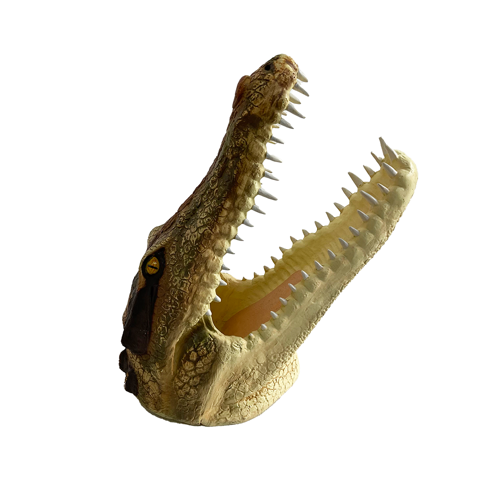 Tete de crocodile - 75cm