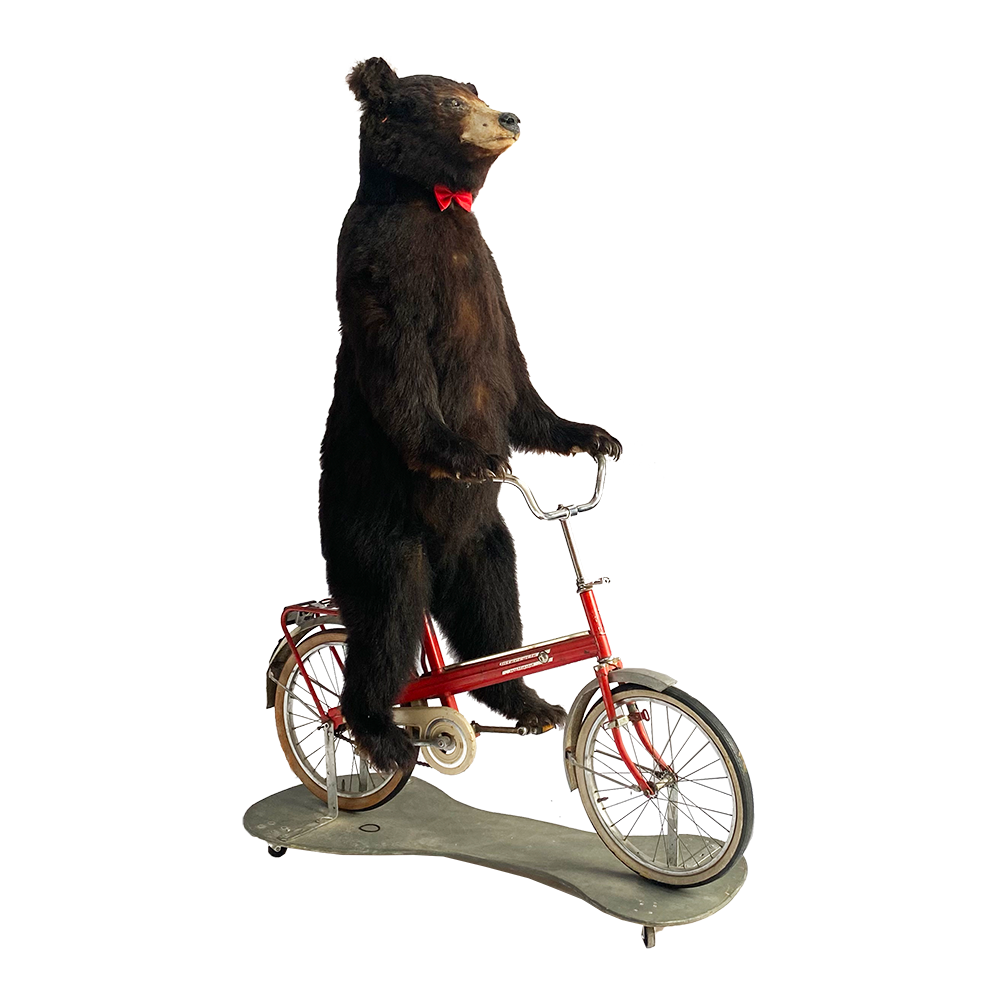 Ours brun à vélo - 190cm