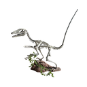 Squelette de dinosaure velociraptor - 185cm