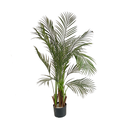 Plante Kentia - 120cm