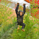 Singe suspendu - 90cm