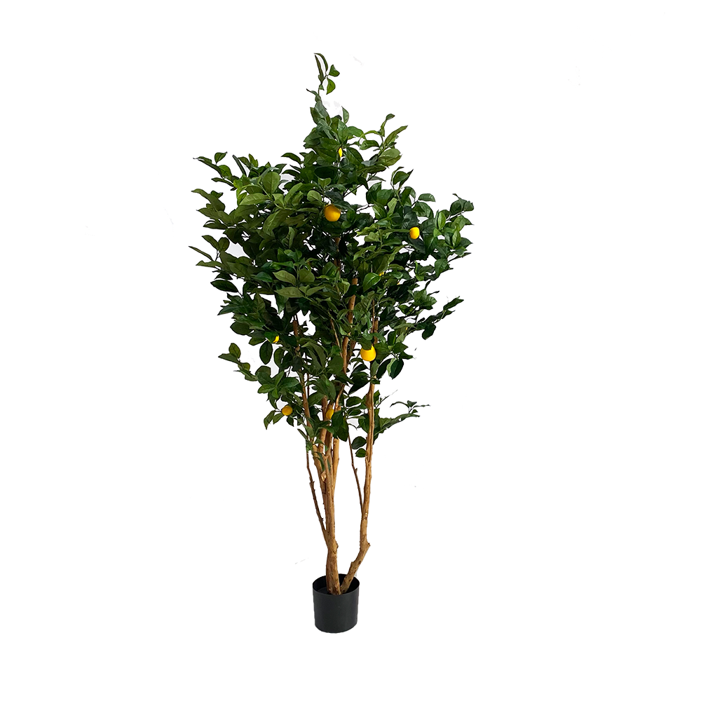 Citronnier