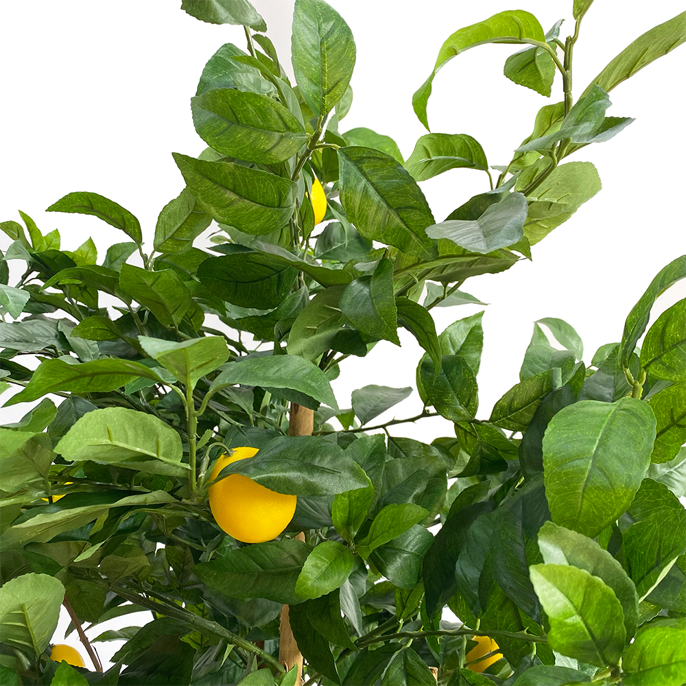 Citronnier