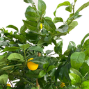 Citronnier
