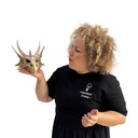 Crâne de dragon GOT - 17cm