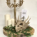 Crâne de dragon GOT - 17cm