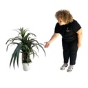 Plante en pot - 110cm