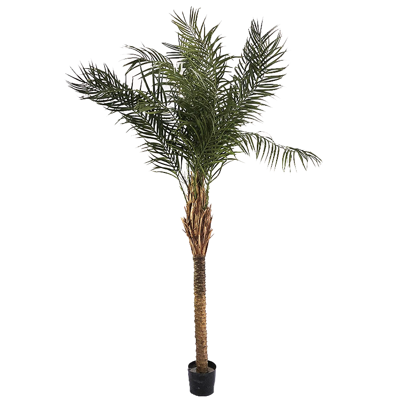 Decopack Egypte XL