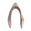 Bouche de requin - 235cm