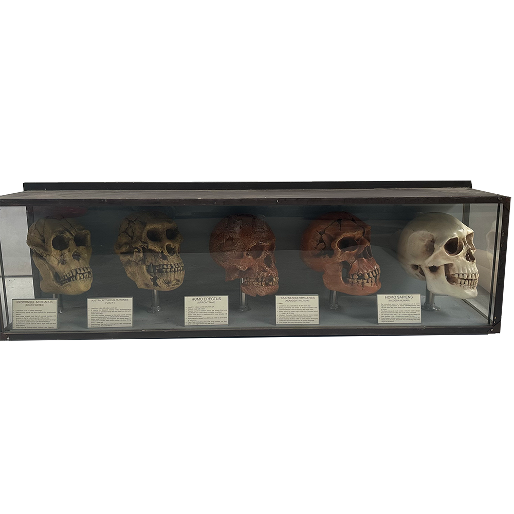 Crânes humains selon leur évolution - 138cm