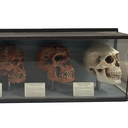 Crânes humains selon leur évolution - 138cm