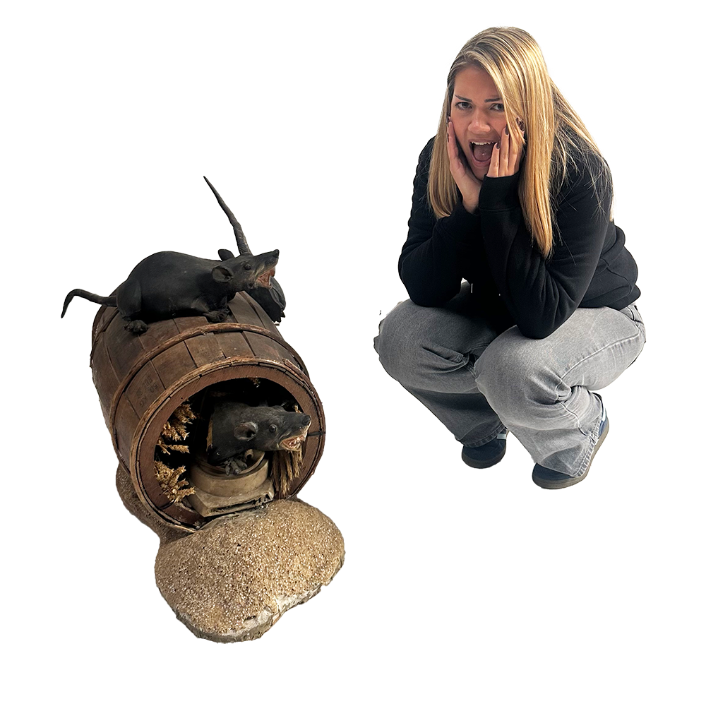 Rats dans baril - 96cm