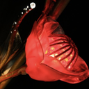 Arche roses lumineuses - 300cm