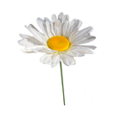 Marguerite - 150cm