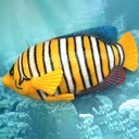 Poisson rayé orange et blanc - 125cm