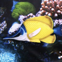 Poisson papillon - 91cm