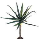 Arbre Yucca - 160cm