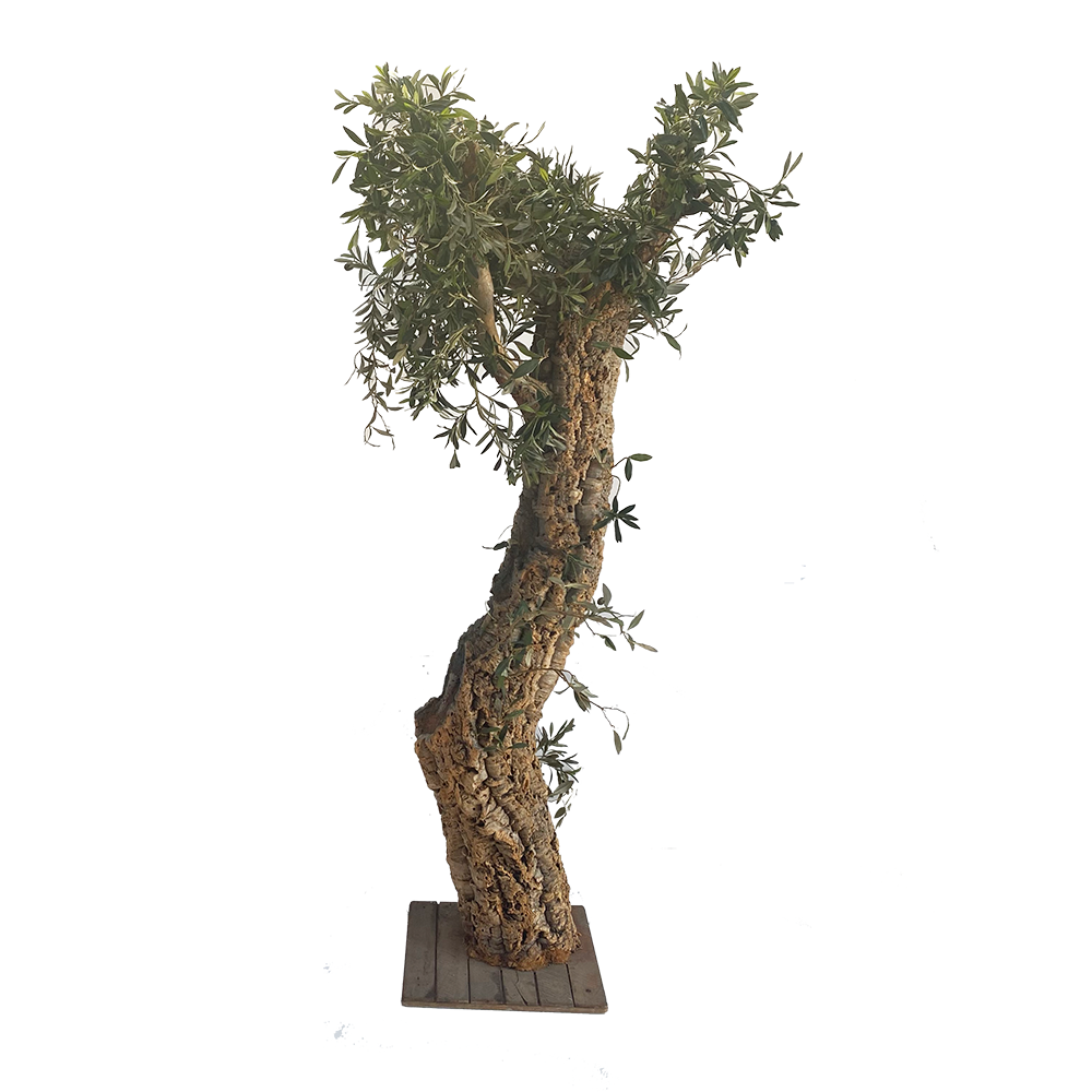 Arbre Olivier - 220cm