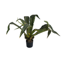 55cm (20).png