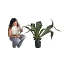 Plante agave - 100cm