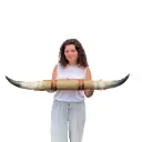 Cornes de vache - 98cm