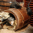 [lochor43] Rats dans baril - 96cm