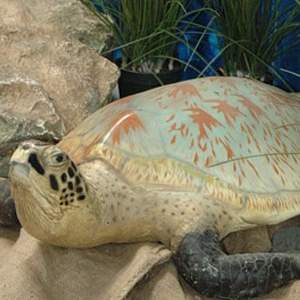 Tortue des mers - 100cm