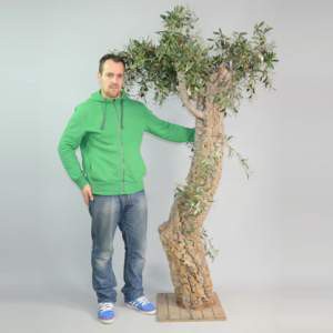 Arbre Olivier - 220cm