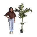 Palmier - 205cm