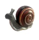 Escargot - 38cm