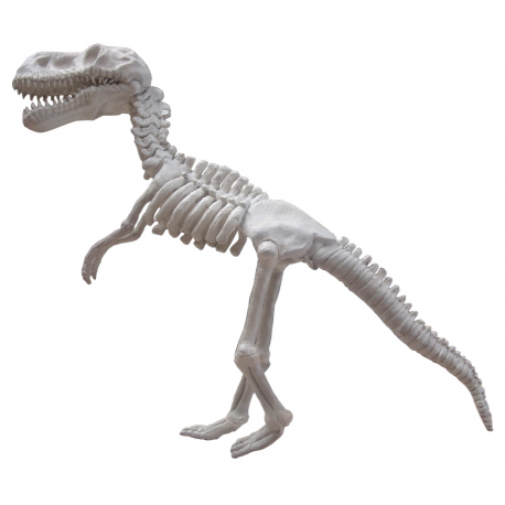 Squelette de dinosaure - 75cm