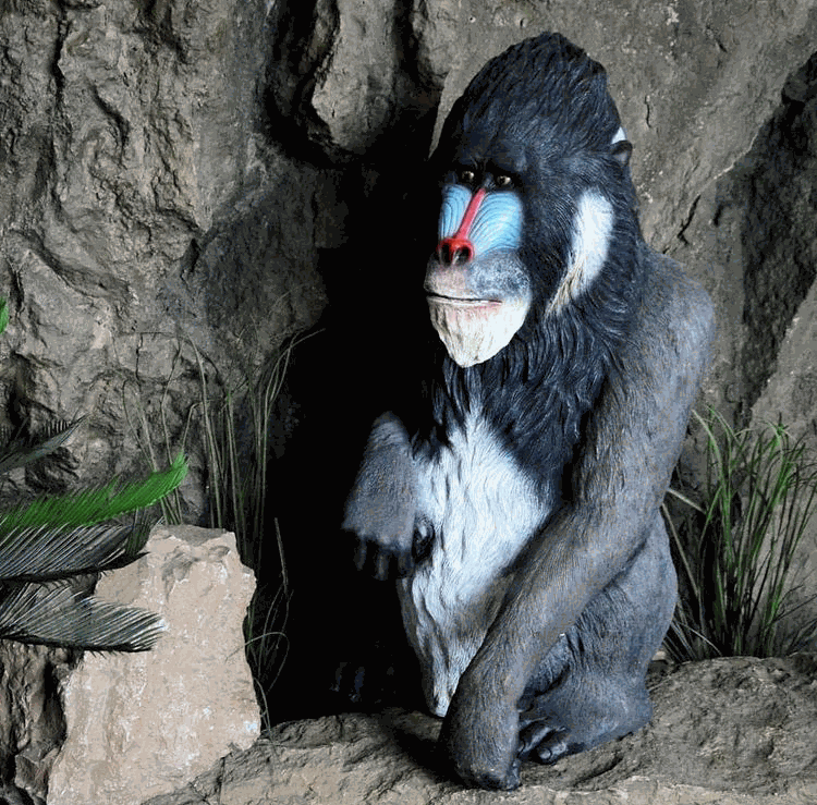 Mandrill - 100cm