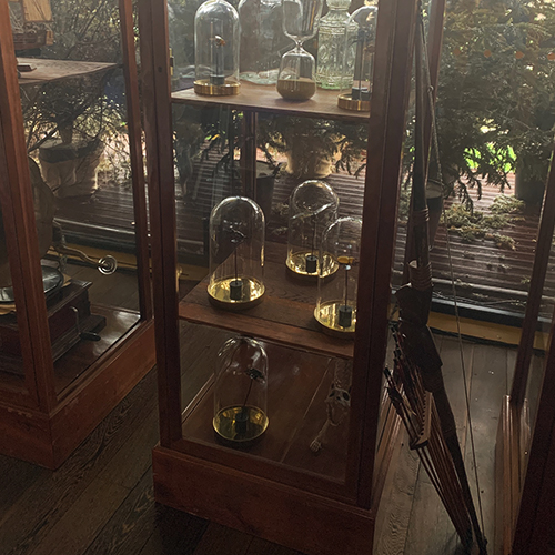 Curiosité : Insectes sous cloche