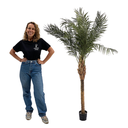 Palmier Robellini -170 à 210cm