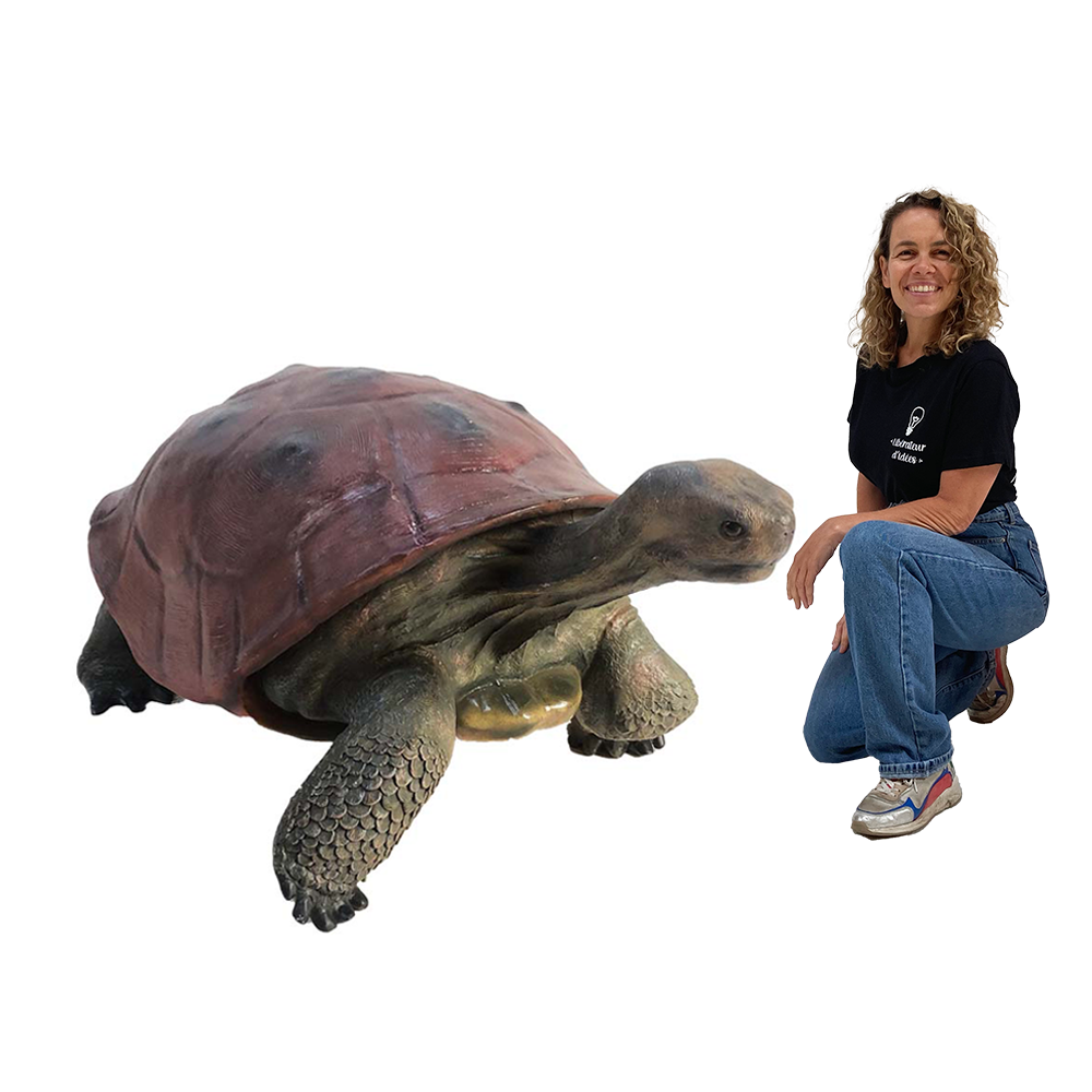 Tortue - 140cm