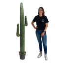 [locfar146] Cactus - 180cm