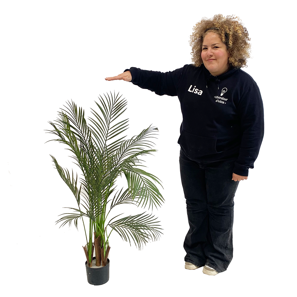 Plante Kentia - 120cm