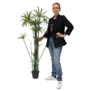 Plante papyrus - 150cm