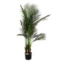 Palmier areca - 125cm